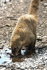 Picture 'Br1_0_01534 Coati, Brazil'